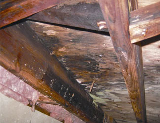 mold and rot in a Montrose crawl space